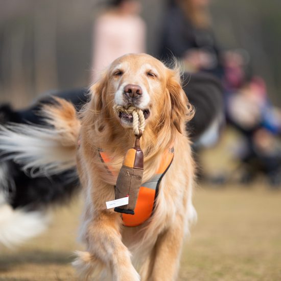 Gigwi Durable Dog Toy - Punching Bag